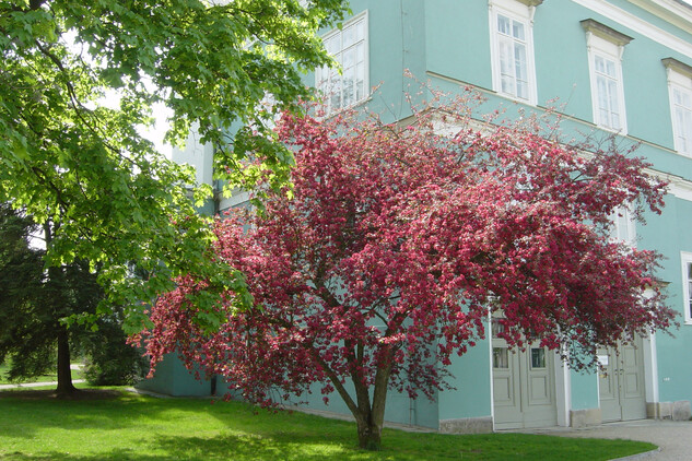 jabloň purpurová habitus