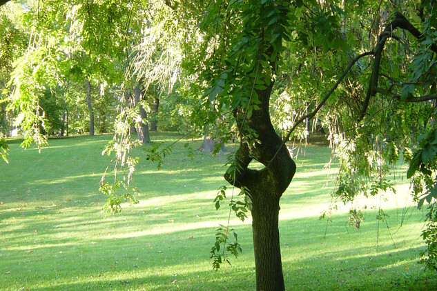 jasan ztepilý převislý habitus